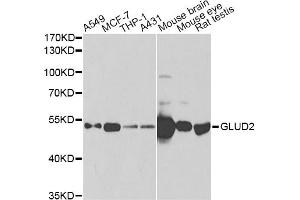 Western blot analysis of extracts of various cell lines, using GLUD2 antibody (ABIN2562844) at 1:1000 dilution. (GLUD2 Antikörper)