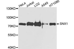 Western blot analysis of extract of various cells, using SNX1 antibody. (Sorting Nexin 1 Antikörper)