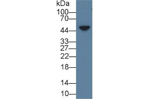 Detection of AREG in Mouse Skin lysate using Polyclonal Antibody to Amphiregulin (AREG)