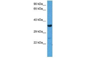 Host:  Mouse  Target Name:  WNT3  Sample Tissue:  Mouse Skeletal Muscle  Antibody Dilution:  1ug/ml