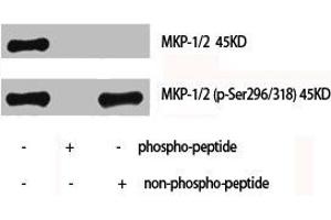 Western Blot analysis of Hela cells using MKP-1/2 Polyclonal Antibody
