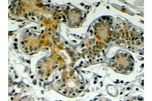 ABIN185513 (4µg/ml) staining of paraffin embedded Human Breast. (Klotho Antikörper  (Internal Region))