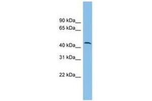 Image no. 1 for anti-DPH1 Homolog (DPH1) (AA 35-84) antibody (ABIN6744924) (DPH1 Antikörper  (AA 35-84))