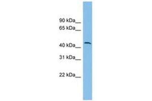 DPH1 Antikörper  (AA 35-84)