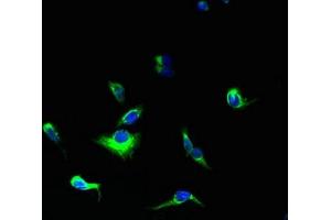 Immunofluorescent analysis of HepG2 cells using ABIN7166346 at dilution of 1:100 and Alexa Fluor 488-congugated AffiniPure Goat Anti-Rabbit IgG(H+L) (YIPF5 Antikörper  (AA 1-124))