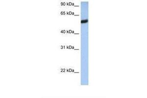 Image no. 1 for anti-HLA Class I alpha F (HLAF) (AA 110-159) antibody (ABIN6738557) (HLA-F Antikörper  (AA 110-159))