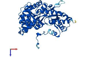 CCBL1 Protein (AA 1-424) (His tag)