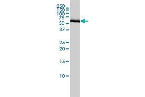 COASY antibody  (AA 1-225)