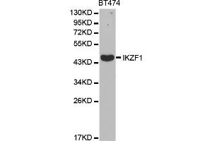 Western blot analysis of extracts of BT-474 cells, using IKZF1 antibody.
