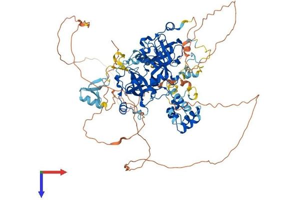 L3MBTL3 Protein (AA 1-883) (His tag)