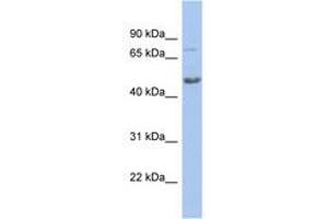 Image no. 1 for anti-Chromobox Homolog 8 (CBX8) (AA 71-120) antibody (ABIN6742496) (CBX8 Antikörper  (AA 71-120))