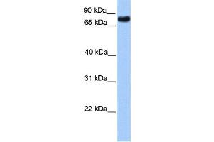 Western Blotting (WB) image for anti-Transducin-Like Enhancer Protein 2 (TLE2) antibody (ABIN2457945) (TLE2 Antikörper)