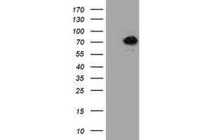 HEK293T cells were transfected with the pCMV6-ENTRY control (Left lane) or pCMV6-ENTRY ACBD3 (Right lane) cDNA for 48 hrs and lysed. (ACBD3 Antikörper)