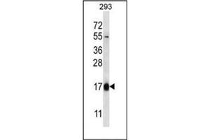 Western blot analysis of HBQ1 Antibody (N-term) in 293 cell line lysates (35ug/lane). (HBQ1 Antikörper  (N-Term))