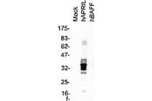 Western blot of total cell extracts from HEK 293 cells transfected with the indicated expression vector. (TNFSF13 Antikörper  (AA 93-233))