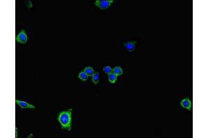 Immunofluorescent analysis of HepG2 cells using ABIN7150877 at dilution of 1:100 and Alexa Fluor 488-congugated AffiniPure Goat Anti-Rabbit IgG(H+L) (DNAH7 Antikörper  (AA 730-903))