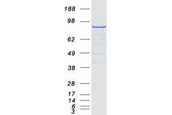 Striatin Protein (STRN) (Myc-DYKDDDDK Tag)