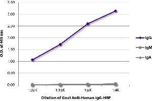 ELISA plate was coated with purified human IgG, IgM, and IgA. (Ziege anti-Human IgG (Heavy Chain) Antikörper (HRP))