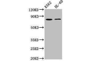 Western Blot Positive WB detected in: K562 whole cell lysate, HL60 whole cell lysate All lanes: LPO antibody at 5. (LPO (AA 81-190) Antikörper)