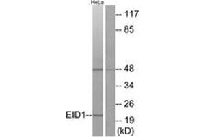 Western Blotting (WB) image for anti-EP300 Interacting Inhibitor of Differentiation 1 (EID1) (AA 71-120) antibody (ABIN2889832) (EID1 Antikörper  (AA 71-120))