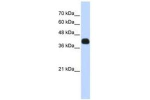 Image no. 1 for anti-ISL LIM Homeobox 2 (ISL2) (N-Term) antibody (ABIN6740633) (ISL2 Antikörper  (N-Term))
