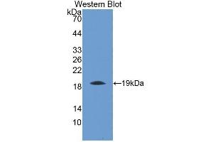 Western Blotting (WB) image for anti-Thrombomodulin (THBD) (AA 31-167) antibody (ABIN1173042)