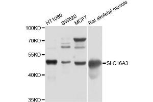 Western blot analysis of extracts of various cell lines, using SLC16A3 antibody (ABIN4905178) at 1:1000 dilution. (SLC16A3 Antikörper)