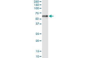 Immunoprecipitation of ZSCAN21 transfected lysate using anti-ZSCAN21 MaxPab rabbit polyclonal antibody and Protein A Magnetic Bead , and immunoblotted with ZSCAN21 purified MaxPab mouse polyclonal antibody (B01P) . (ZSCAN21 Antikörper  (AA 1-473))