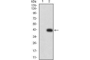 Western blot analysis using BTLA mAb against HEK293 (1) and BTLA (AA: 179-289)-hIgGFc transfected HEK293 (2) cell lysate.