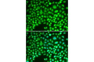 Immunofluorescence (IF) image for anti-Aprataxin (APTX) antibody (ABIN1876552) (Aprataxin Antikörper)