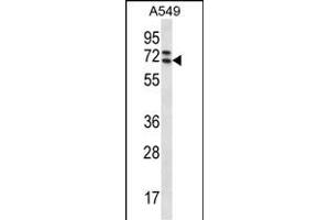 PIK3 Antibody (C-term) 2861b western blot analysis in A549 cell line lysates (35 μg/lane).