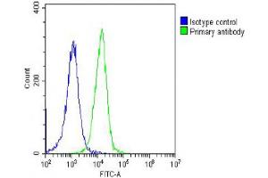 Overlay histogram showing Hela cells stained with Antibody (green line). (PFN1 Antikörper  (AA 108-140))