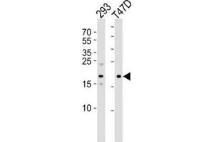 Western blot analysis of using LC3C antibody at 1:1000. (LC3C Antikörper  (AA 1-30))