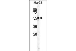 Western blot analysis of CTSH Antibody in HepG2 cell line lysates (35ug/lane) (Cathepsin H Antikörper  (N-Term))