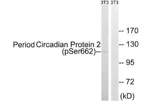 Western blot analysis of extracts from 3T3 cells, treated with PMA (125 ng/mL, 30 mins), using Period Circadian Protein 2 (Phospho-Ser662) antibody. (PER2 Antikörper  (pSer662))