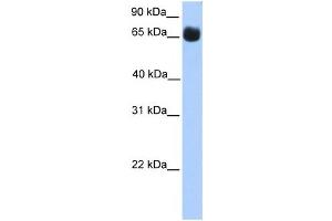 Western Blotting (WB) image for anti-Zinc Finger Protein 433 (ZNF433) antibody (ABIN2459418) (ZNF433 Antikörper)