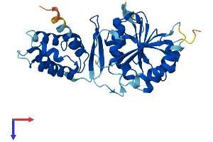 EEF2KMT (AA 1-335) protein (His tag)