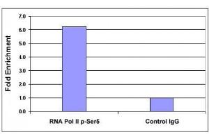RNA pol II CTD phospho Ser5 antibody tested by ChIP analysis. (Rpb1 CTD Antikörper  (pSer5, Ser5))