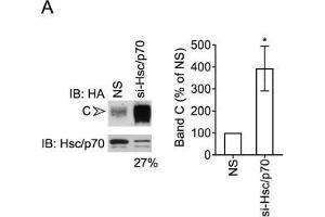 Hsc70/Hsp70 suppresses levels of mature CFTR. (HSP70/HSC70 Antikörper)