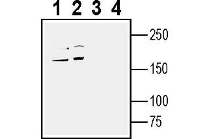 Western blot analysis of human Caco-2 colorectal adenocarcinoma cell line lysate (lanes 1 and 3) and human  MG glioma cell line lysate (lanes 2 and 4):1-2.