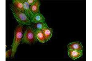 Immunofluorescence (IF) image for anti-Galectin 3 (LGALS3) (AA 151-251) antibody (ABIN2665254)