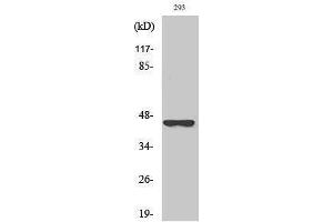 Western Blotting (WB) image for anti-serpin Peptidase Inhibitor, Clade B (Ovalbumin), Member 4 (SERPINB4) (Internal Region) antibody (ABIN3186882) (SERPINB4 Antikörper  (Internal Region))