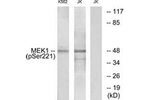Western blot analysis of extracts from K562 cells treated with serum 20% 15' and Jurkat cells treated with EGF, using MEK1/2 (Phospho-Ser221) Antibody. (MEK1/2 Antikörper  (pSer222))