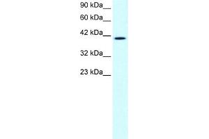 CCRN4L Antikörper  (N-Term)