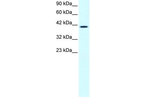 CCRN4L Antikörper  (N-Term)