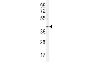 Oct3/4 antibody western blot analysis in MDA-MB231 lysate.