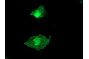 Image no. 3 for anti-Low Density Lipoprotein Receptor Adaptor Protein 1 (LDLRAP1) antibody (ABIN1496690) (LDLRAP1 Antikörper)