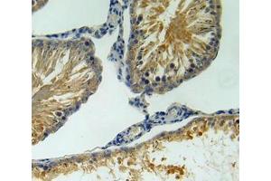 IHC-P analysis of testis tissue, with DAB staining. (BAFF Antikörper  (AA 45-169))
