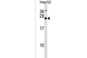 MRGBP Antibody (Center) (ABIN1538431 and ABIN2849597) western blot analysis in HepG2 cell line lysates (35 μg/lane). (MRGBP Antikörper  (AA 46-75))