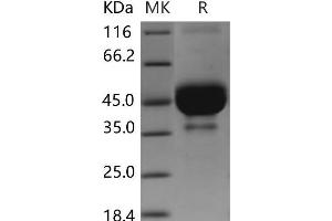 Western Blotting (WB) image for Bone Marrow Stromal Cell Antigen 2 (BST2) protein (Fc Tag) (ABIN7320063) (BST2 Protein (Fc Tag))
